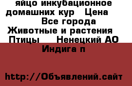 яйцо инкубационное домашних кур › Цена ­ 25 - Все города Животные и растения » Птицы   . Ненецкий АО,Индига п.